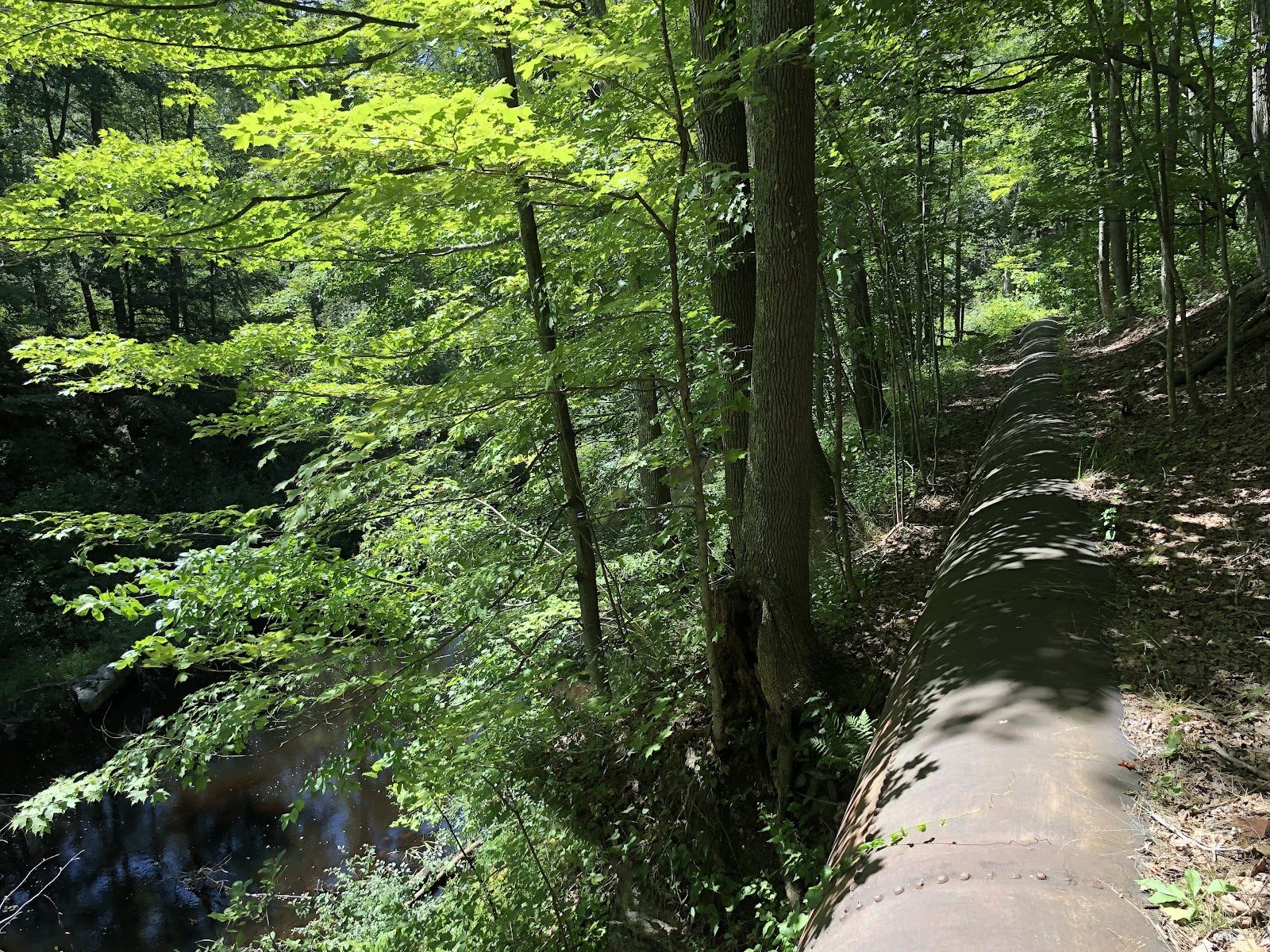 The penstock winding through the woods toward the powerhouse.