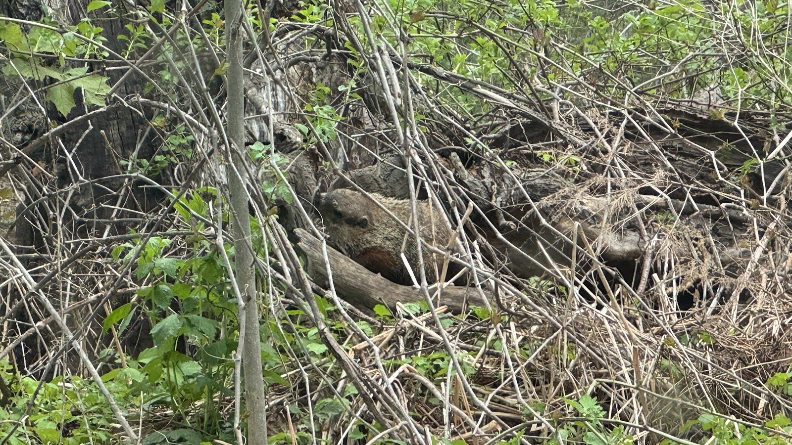 The flood left its mark well into the brush.